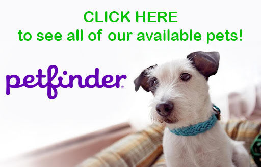 how much is it to adopt a dog on petfinder